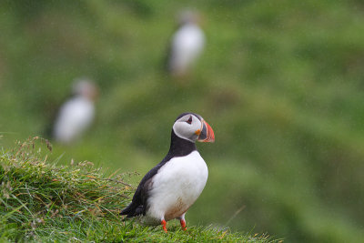 Fratercula arcticaAtlantic puffin