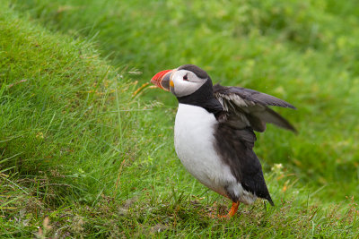 Fratercula arcticaAtlantic puffin