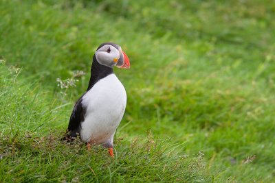 Fratercula arcticaAtlantic puffin