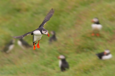 Fratercula arcticaAtlantic puffin