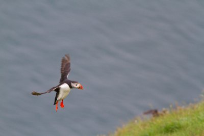 Fratercula arcticaAtlantic puffin