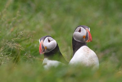 Fratercula arcticaAtlantic puffin