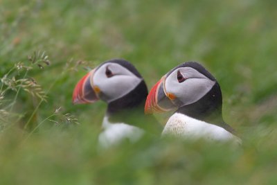 Fratercula arcticaAtlantic puffin