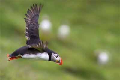 Fratercula arcticaAtlantic puffin