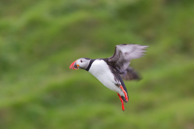 Fratercula arcticaAtlantic puffin