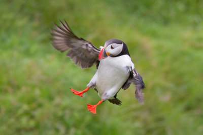 Fratercula arcticaAtlantic puffin