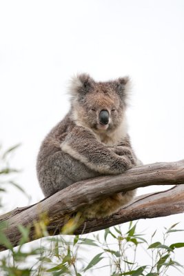 Phascolarctos cinereusKoala