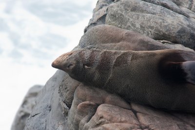 Arctocephalus forsteriAustralian fur seal