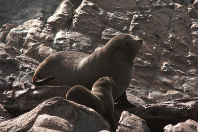 Arctocephalus forsteriAustralian fur seal
