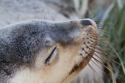 Neophoca cinereaAustralian sea lion