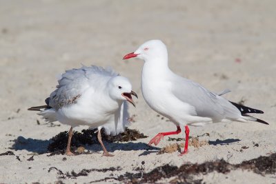 Chroicocephalus novaehollandiaeSilver Gull