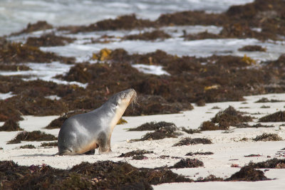<i>Neophoca cinerea</i></br>Australian sea lion