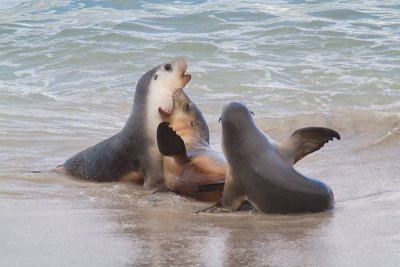 Neophoca cinereaAustralian sea lion