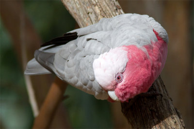 Eolophus roseicapillaGalah