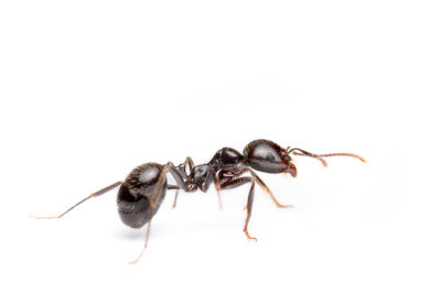 <i>Messor barbarus</i></br>European harvester ant