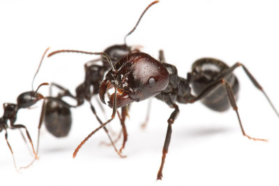 <i>Messor barbarus</i></br>European harvester ant