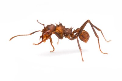 Formicidae (Ants)