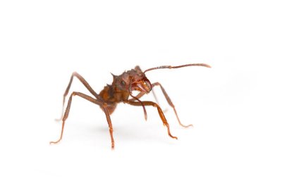 Acromyrmex echinatiorLeaf-cutting ant