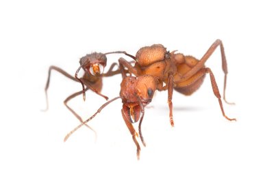 Acromyrmex echinatiorLeaf-cutting ant