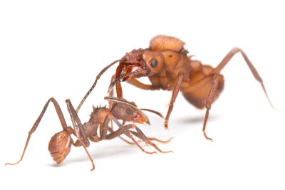 <i>Acromyrmex echinatior</i></br>Leaf-cutting ant