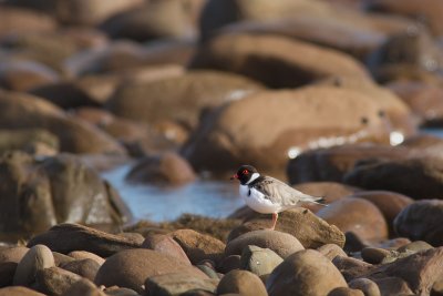 <i>Thinornis rubricollis</i></br>Hooded Plover