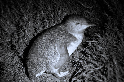 Eudyptula minorLittle Penguin
