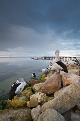 Pelecanus conspicillatusAustralian Pelican