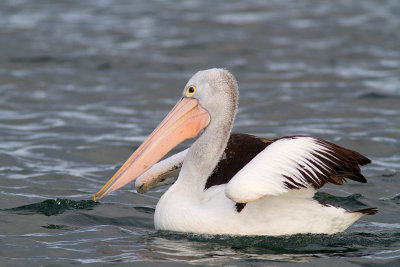 Pelecanus conspicillatusAustralian Pelican