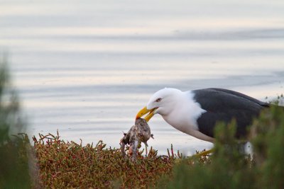 Larus pacificusPacific Gull