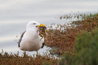 <i>Larus pacificus</i></br>Pacific Gull