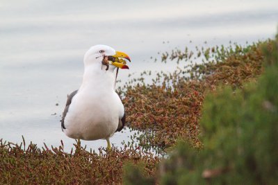 <i>Larus pacificus</i></br>Pacific Gull