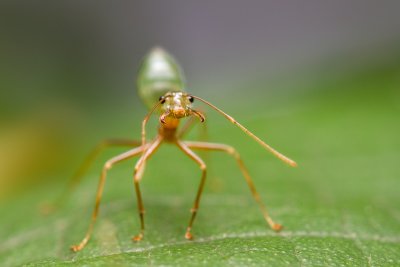 Oecophylla smaragdina</Green weaver ant