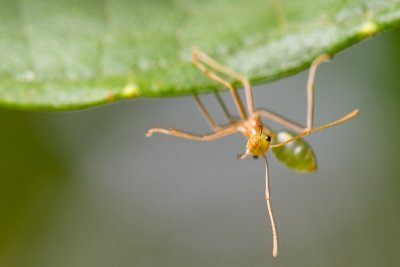 Oecophylla smaragdina</Green weaver ant