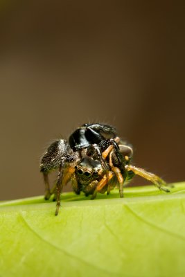 Salticidae [Unidentified: Australia]
