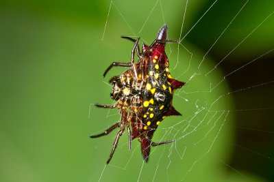 Araneidae [Unidentified: Australia]