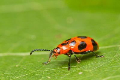 Coleoptera [Unidentified: Australia]