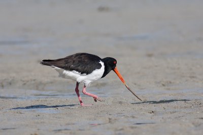 Haematopus longirostrisPied Oystercatcher