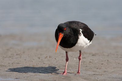 Haematopus longirostrisPied Oystercatcher