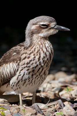 Burhinus grallariusBush Stone-curlew