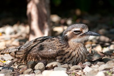 <i>Burhinus grallarius</i></br>Bush Stone-curlew