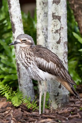 <i>Burhinus grallarius</i></br>Bush Stone-curlew