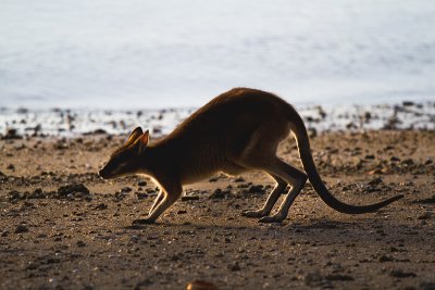 Macropus agilisAgile wallaby