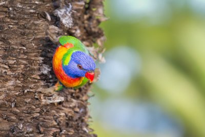 Trichoglossus haematodusRainbow Lorikeet