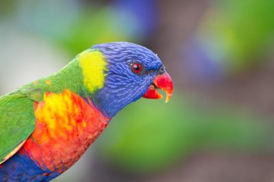 <i>Trichoglossus haematodus</i></br>Rainbow Lorikeet