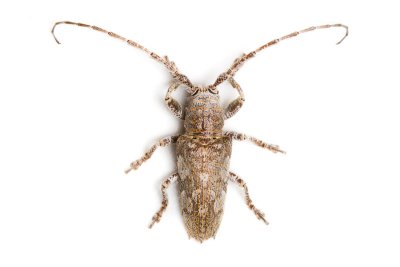 Cerambycidae [Unidentified: Australia]