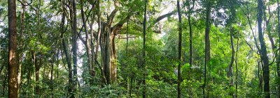 Australian rainforest