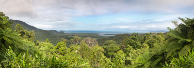 Forest view