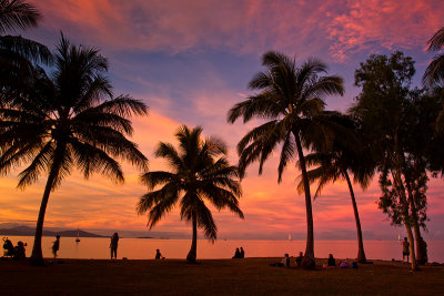 Anzac park palm trees