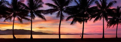 Port douglas sunset palm silhouette close