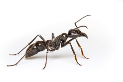 Dinoponera quadricepsDinosaur ant